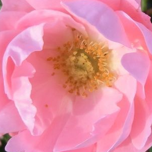 Szkółka róż - róże okrywowe - różowy  - Rosa  Sommerwind® - róża z dyskretnym zapachem - Reimer Kordes - Przyciągające kwiaty w kolorze ciemnoróżowym, które blednieją przy otwieraniu się. Ciągle kwitnie.